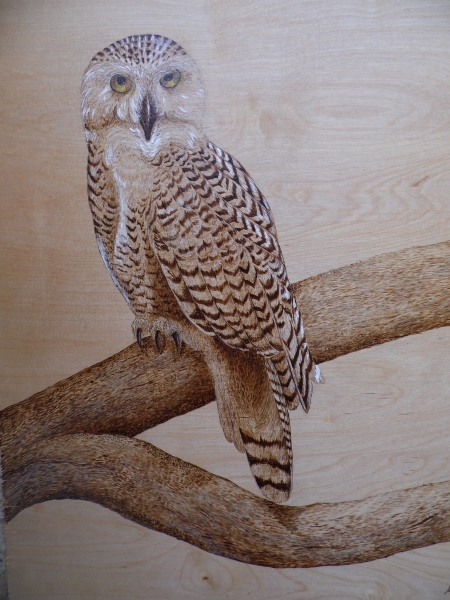 snowey-owl-2
