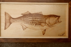 Striper