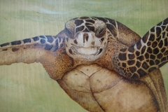 hawksbill
