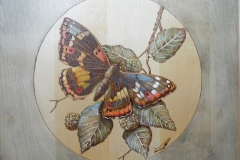 Cercropia