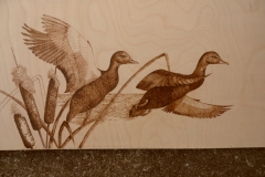 Black-Ducks-landing