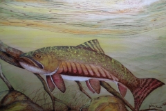 Brookie-2
