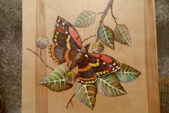 Cercropia-2