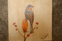 North-American-Bluebird-2