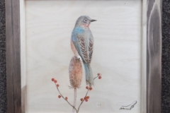North-American-Bluebird