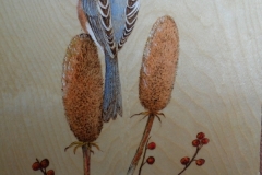 North-American-Bluebird4