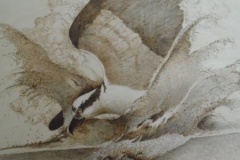 SAM_2327