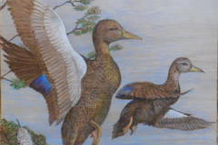 Black ducks
