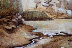 Tranquil-Backwaters