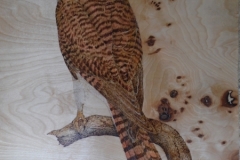 kestral-2