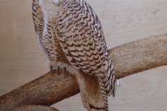 snowey-owl-2