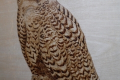 snowy-owl