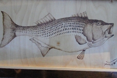 striper